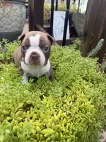 Scarlett, a female Boston Terrier for sale in Fredonia, KS – 1 of 10