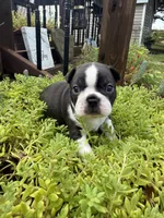 Sophia, a female Boston Terrier for sale in Fredonia, KS – 1 of 10