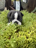 Sophia, a female Boston Terrier for sale in Fredonia, KS – 2 of 10