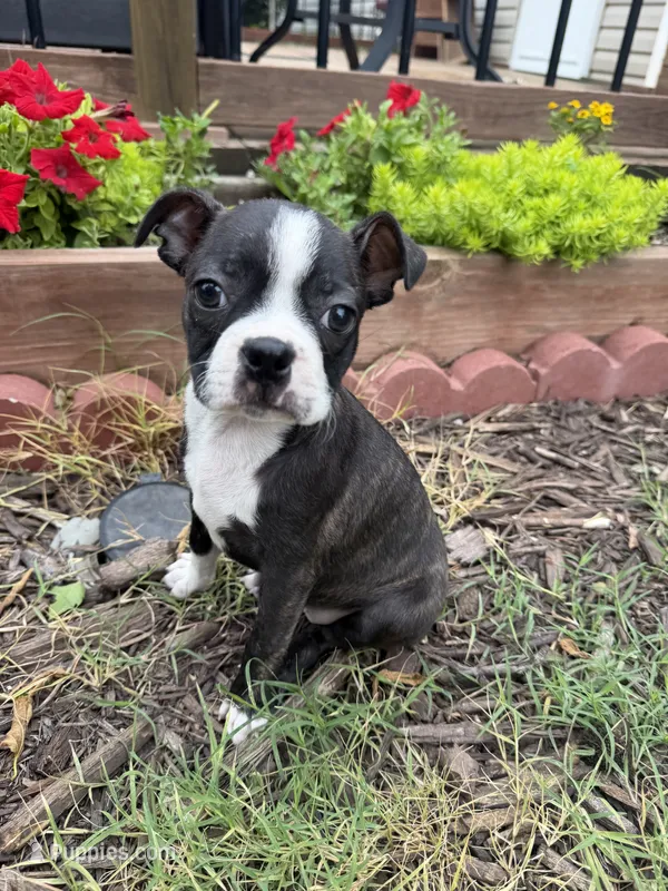 Chanel – Boston Terrier puppy for sale in Fredonia, KS