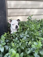 Gucci, a male Boston Terrier for sale in Fredonia, KS – 3 of 8