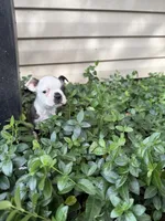 Gucci, a male Boston Terrier for sale in Fredonia, KS – 5 of 8