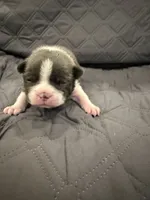 Slate, a male Boston Terrier for sale in Fredonia, KS – 8 of 9