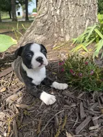 Dior, a female Boston Terrier for sale in Fredonia, KS – 5 of 8
