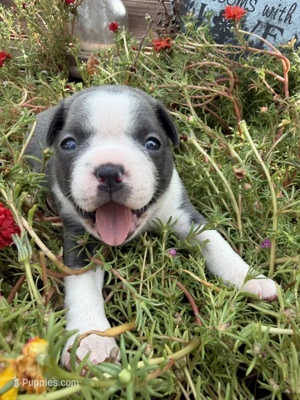 Azul – Boston Terrier puppy for sale in Fredonia, KS