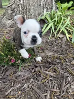 Gucci, a male Boston Terrier for sale in Fredonia, KS – 8 of 8