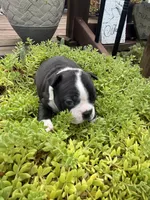 Sasha, a female Boston Terrier for sale in Fredonia, KS – 4 of 10