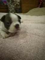 Freckles, a male Boston Terrier for sale in Fredonia, KS – 2 of 8