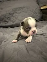 Cobalt, a male Boston Terrier for sale in Fredonia, KS – 6 of 10