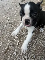 Apollo, a male Boston Terrier for sale in Fredonia, KS – 3 of 8