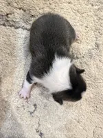 Slate, a male Boston Terrier for sale in Fredonia, KS – 6 of 9