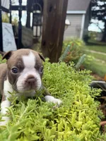Scarlett, a female Boston Terrier for sale in Fredonia, KS – 3 of 10