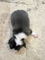 Azul, a male Boston Terrier for sale in Fredonia, KS – 7 of 10
