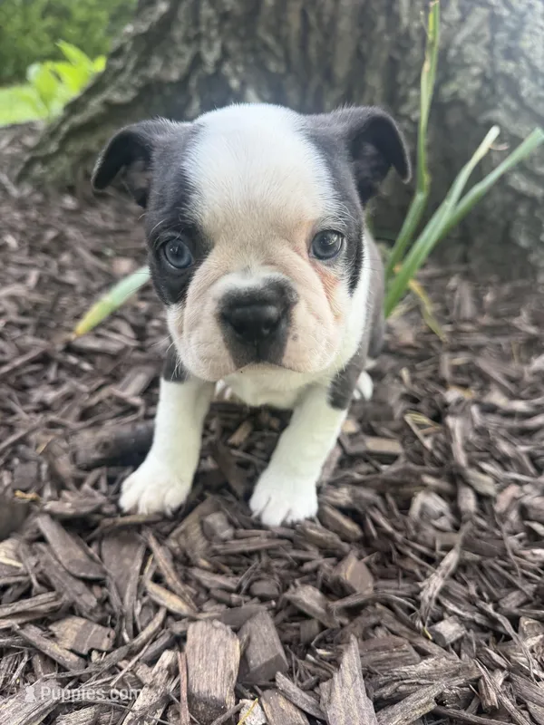 Marco – Boston Terrier puppy for sale in Fredonia, KS