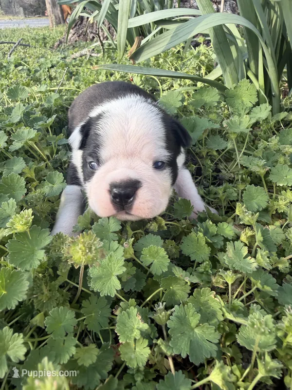Marco – Boston Terrier puppy for sale in Fredonia, KS