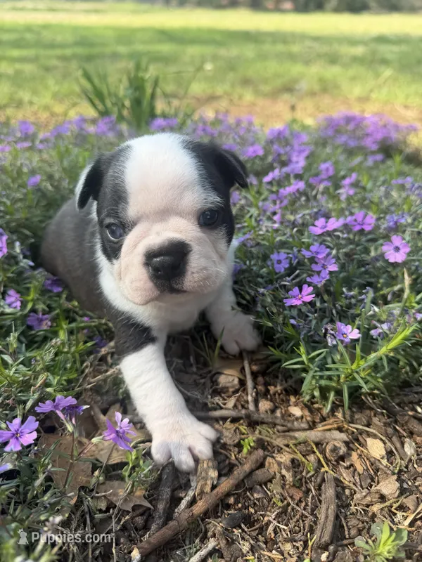 Marco – Boston Terrier puppy for sale in Fredonia, KS