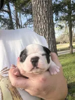 Marco, a male Boston Terrier for sale in Fredonia, KS – Photo 2 of 6