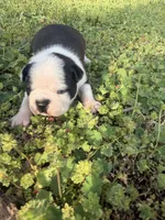 Marco, a male Boston Terrier for sale in Fredonia, KS – Photo 5 of 6