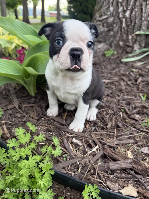 Marco – Boston Terrier puppy for sale in Fredonia, KS