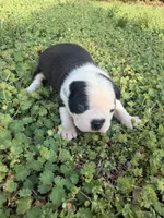 Marco, a male Boston Terrier for sale in Fredonia, KS – Photo 6 of 6