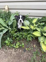 Chanel, a female Boston Terrier for sale in Fredonia, KS – 8 of 10