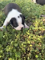 Milo, a male Boston Terrier for sale in Fredonia, KS – Photo 6 of 6