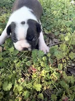 Milo, a male Boston Terrier for sale in Fredonia, KS – Photo 3 of 6