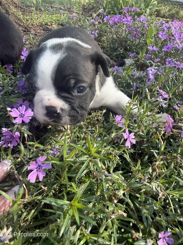 Milo – Boston Terrier puppy for sale in Fredonia, KS
