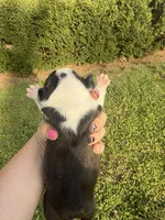 Milo, a male Boston Terrier for sale in Fredonia, KS – Photo 4 of 6