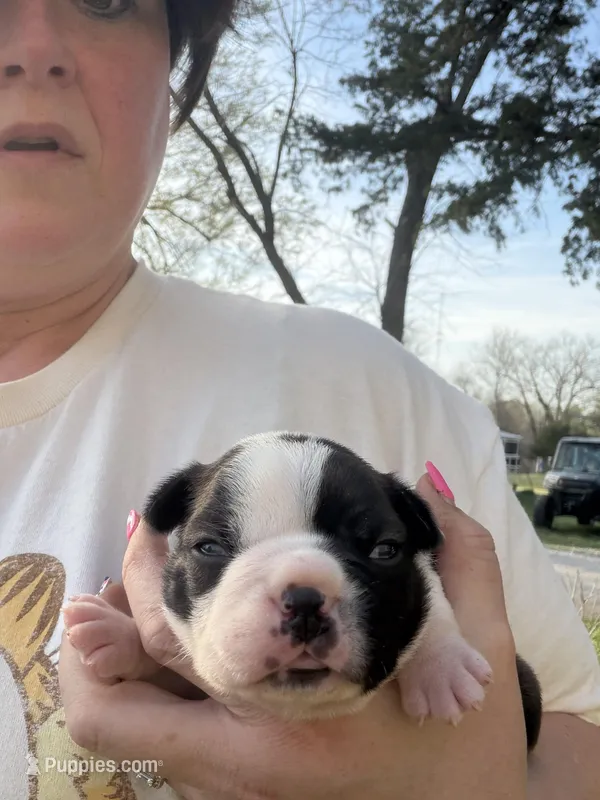 Milo – Boston Terrier puppy for sale in Fredonia, KS