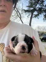 Milo, a male Boston Terrier for sale in Fredonia, KS – Photo 1 of 6