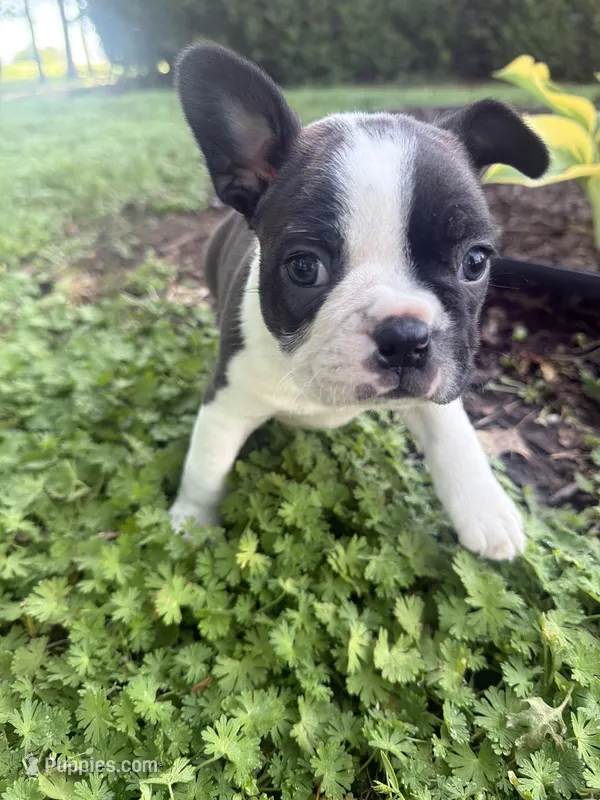 Milo – Boston Terrier puppy for sale in Fredonia, KS