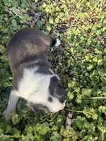 Milo, a male Boston Terrier for sale in Fredonia, KS – Photo 5 of 6