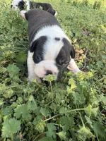 Milo, a male Boston Terrier for sale in Fredonia, KS – Photo 2 of 6