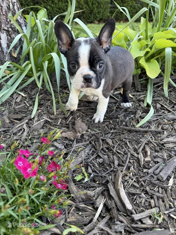Milo – Boston Terrier puppy for sale in Fredonia, KS