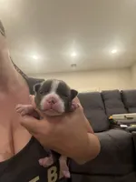 Slate, a male Boston Terrier for sale in Fredonia, KS – 3 of 9