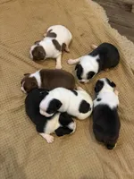 Bandit, a male Boston Terrier for sale in Fredonia, KS – 6 of 7