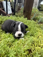 Sasha, a female Boston Terrier for sale in Fredonia, KS – 5 of 10