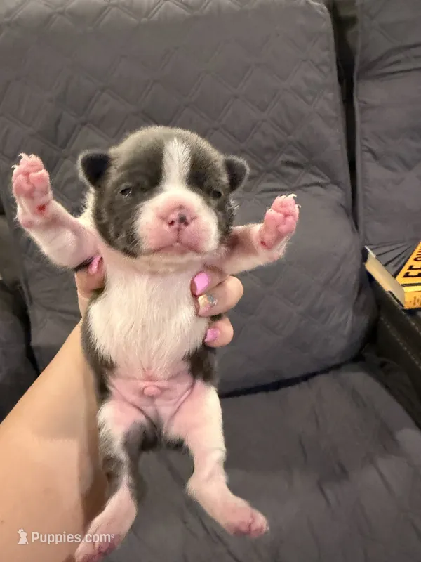 Slate – Boston Terrier puppy for sale in Fredonia, KS