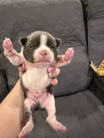 Slate, a male Boston Terrier for sale in Fredonia, KS – 1 of 9