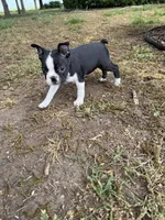 Apollo, a male Boston Terrier for sale in Fredonia, KS – 7 of 8