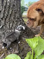 Fendi, a male Boston Terrier for sale in Fredonia, KS – 6 of 8