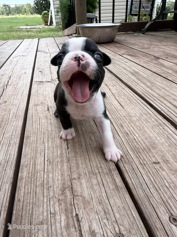 Chip – Boston Terrier puppy for sale in Fredonia, KS