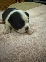 Bandit, a male Boston Terrier for sale in Fredonia, KS – 7 of 7