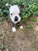 Gucci, a male Boston Terrier for sale in Fredonia, KS – 5 of 8