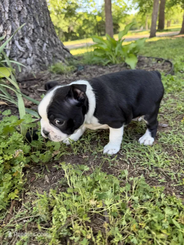 Venus, a female Boston Terrier for sale in Fredonia, KS – 1 of 4
