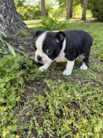 Venus, a female Boston Terrier for sale in Fredonia, KS – 2 of 4