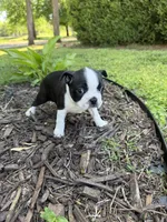 Venus, a female Boston Terrier for sale in Fredonia, KS – 2 of 5