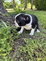 Venus, a female Boston Terrier for sale in Fredonia, KS – 3 of 4