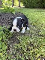 Venus, a female Boston Terrier for sale in Fredonia, KS – 4 of 4